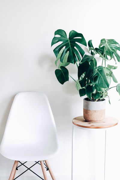 Little Leaf plant